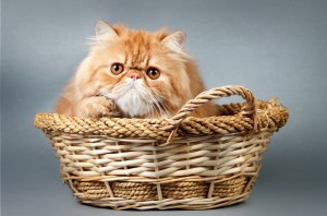Cats_Ginger_color_Wicker_457858